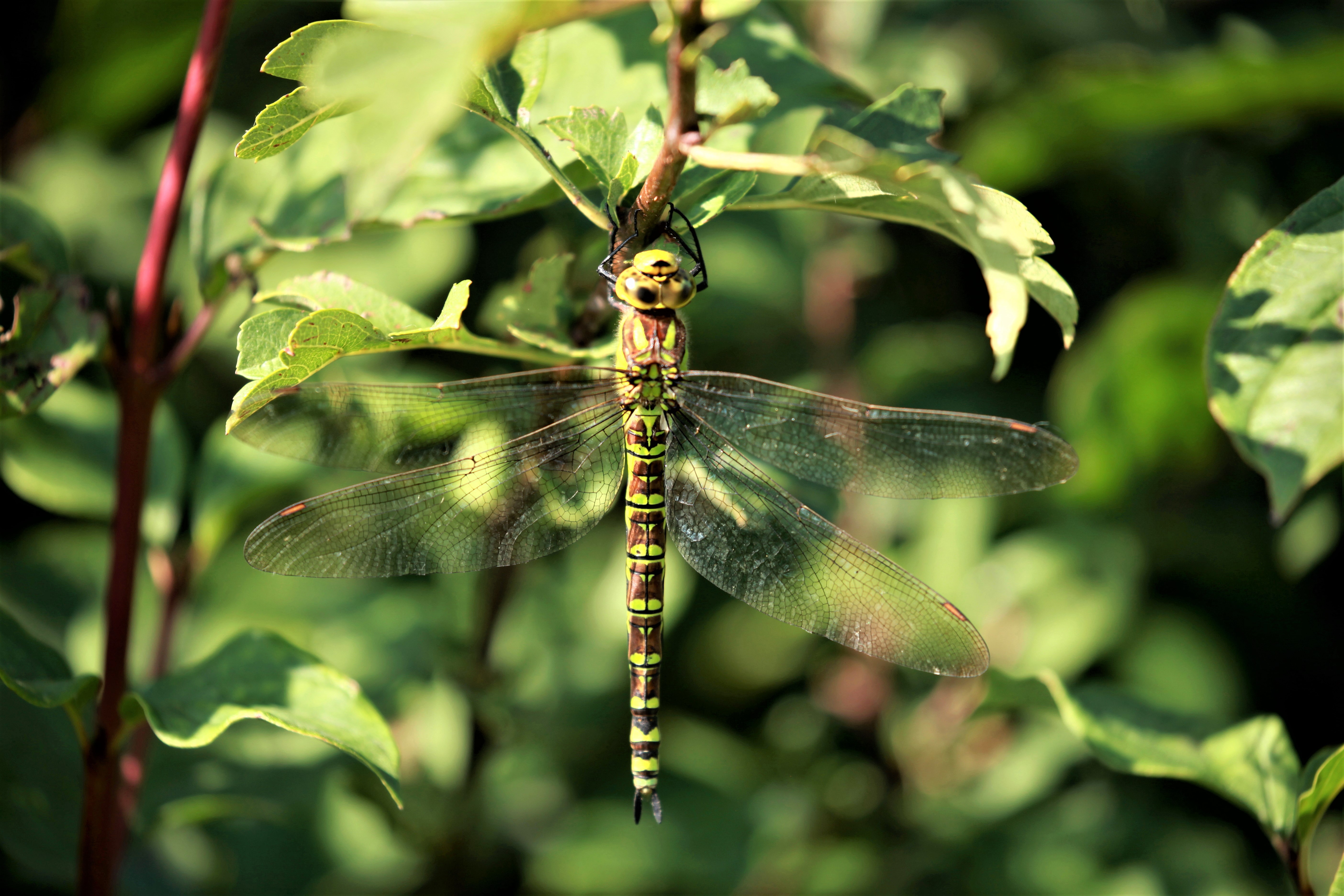 dragon fly